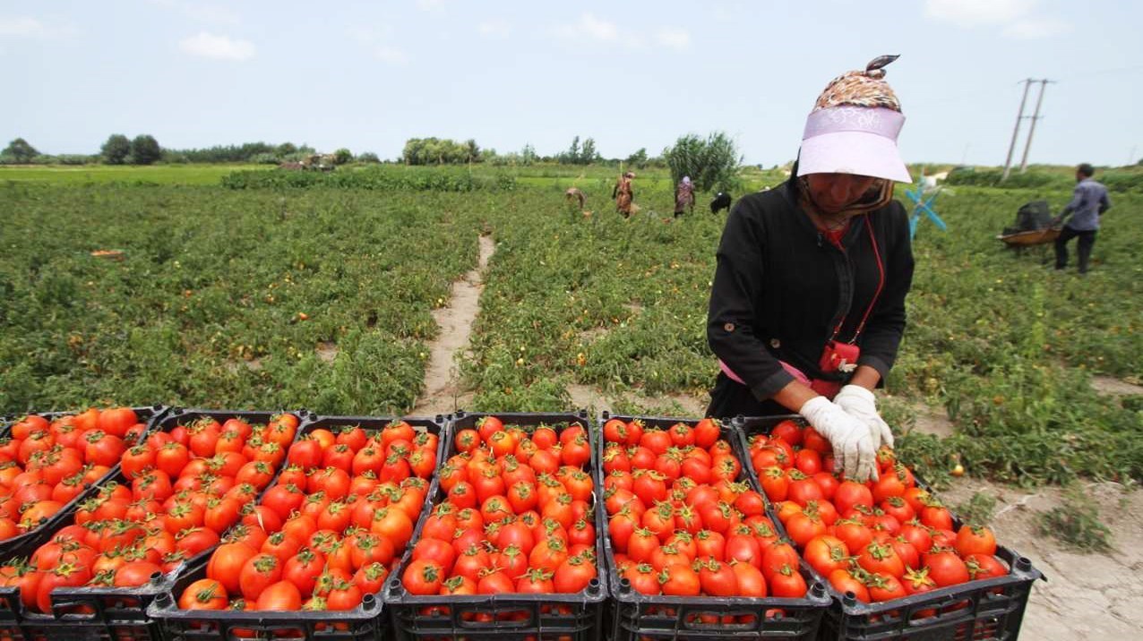 شروع برداشت در مزارع کشور