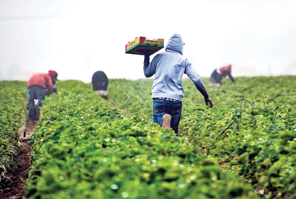 ویدئوهای کشاورزی و دامداری