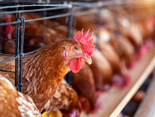  آغاز روند کاهشی قیمت مرغ در روز‌های نخست مهرماه